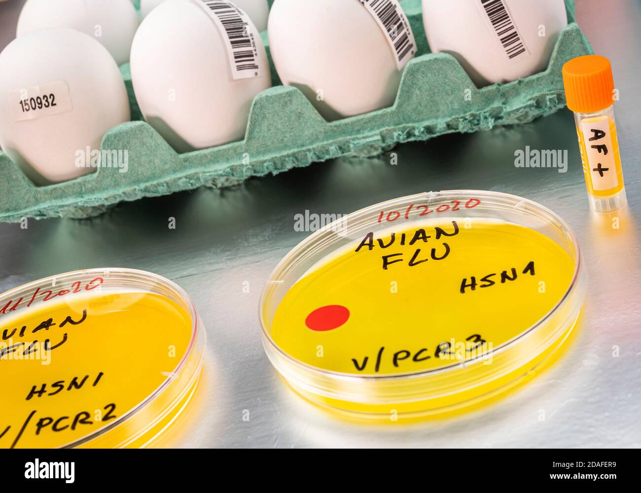 Analyse der Vogelgrippe beim Menschen, konzeptuelles Bild Stockfoto