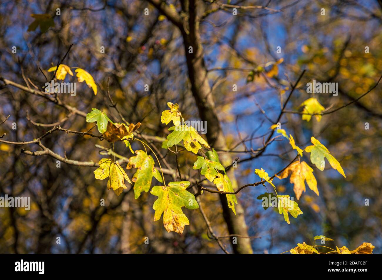 Herbstfarben des Waldes in den Kleinen Karpaten. Hügel über der Stadt Pezinok, Slowakei. Stockfoto