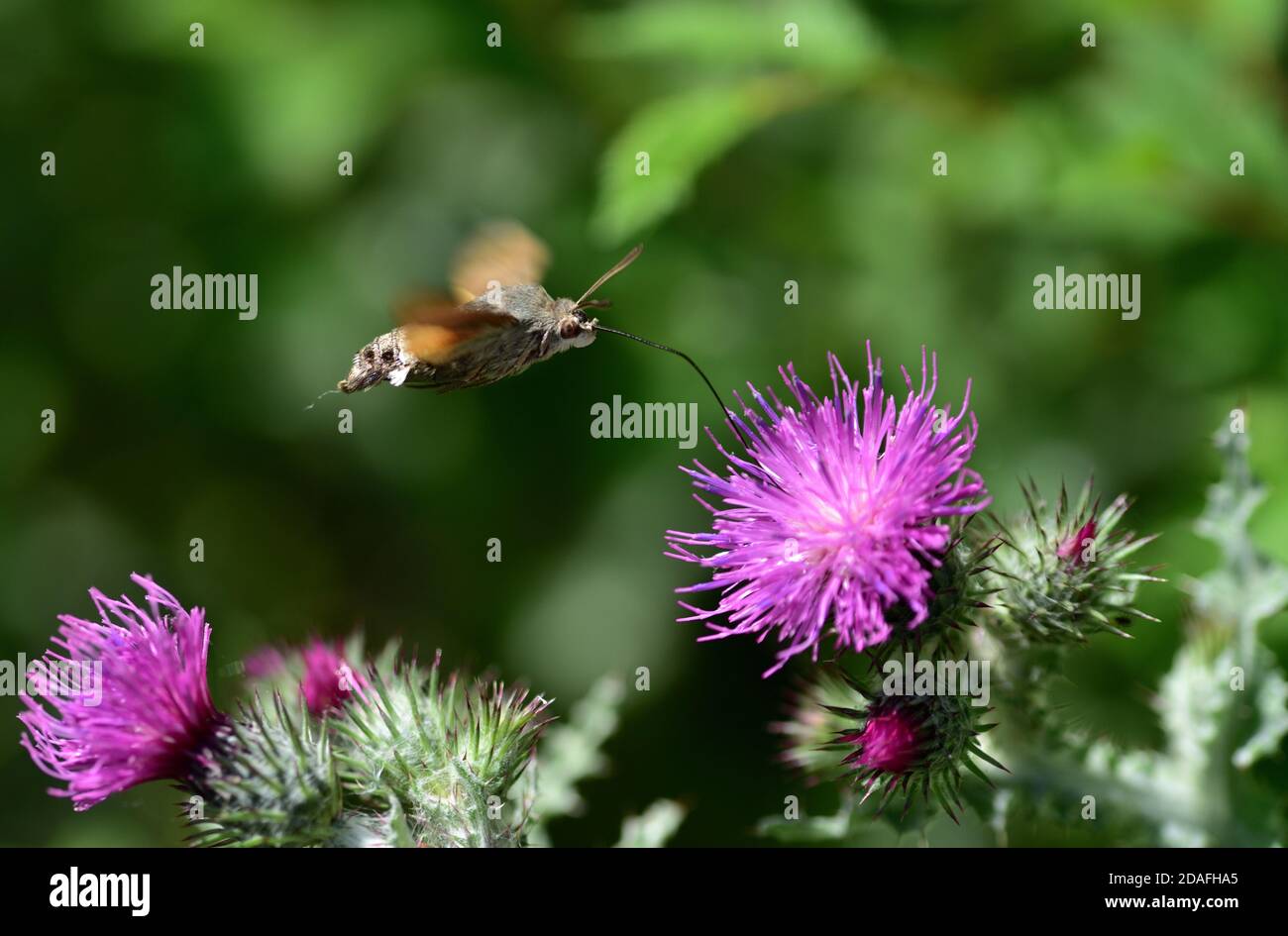 Isoliertes Exemplar der Kolibri-Falkenmotte (Macroglossum stellatarum) ernährt sich von Pollen auf den Blüten von Carduus auf natürlichem Hintergrund. Stockfoto