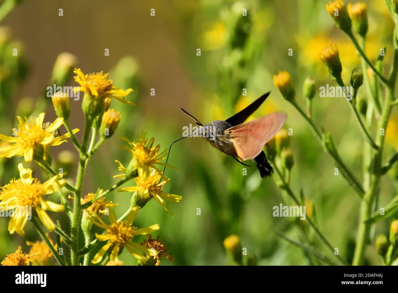 Isoliertes Exemplar eines Falkenmotten-Kolibris (Macroglossum stellatarum). Er fliegt schnell von Blume zu Blume und wird auch Sphinx Kolibri genannt. Stockfoto