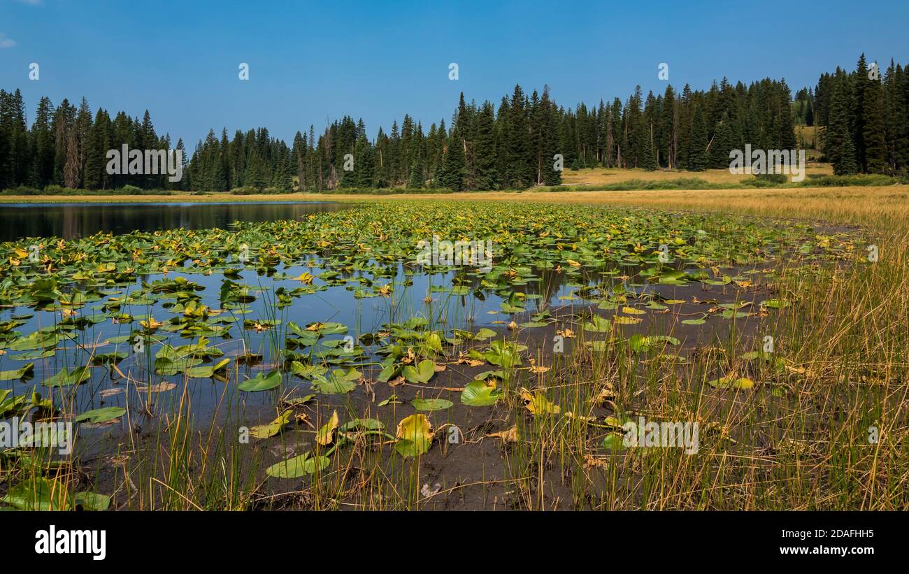 Lily Pad Reservoir, Hay Park Road, Grand Mesa, Colorado. Stockfoto