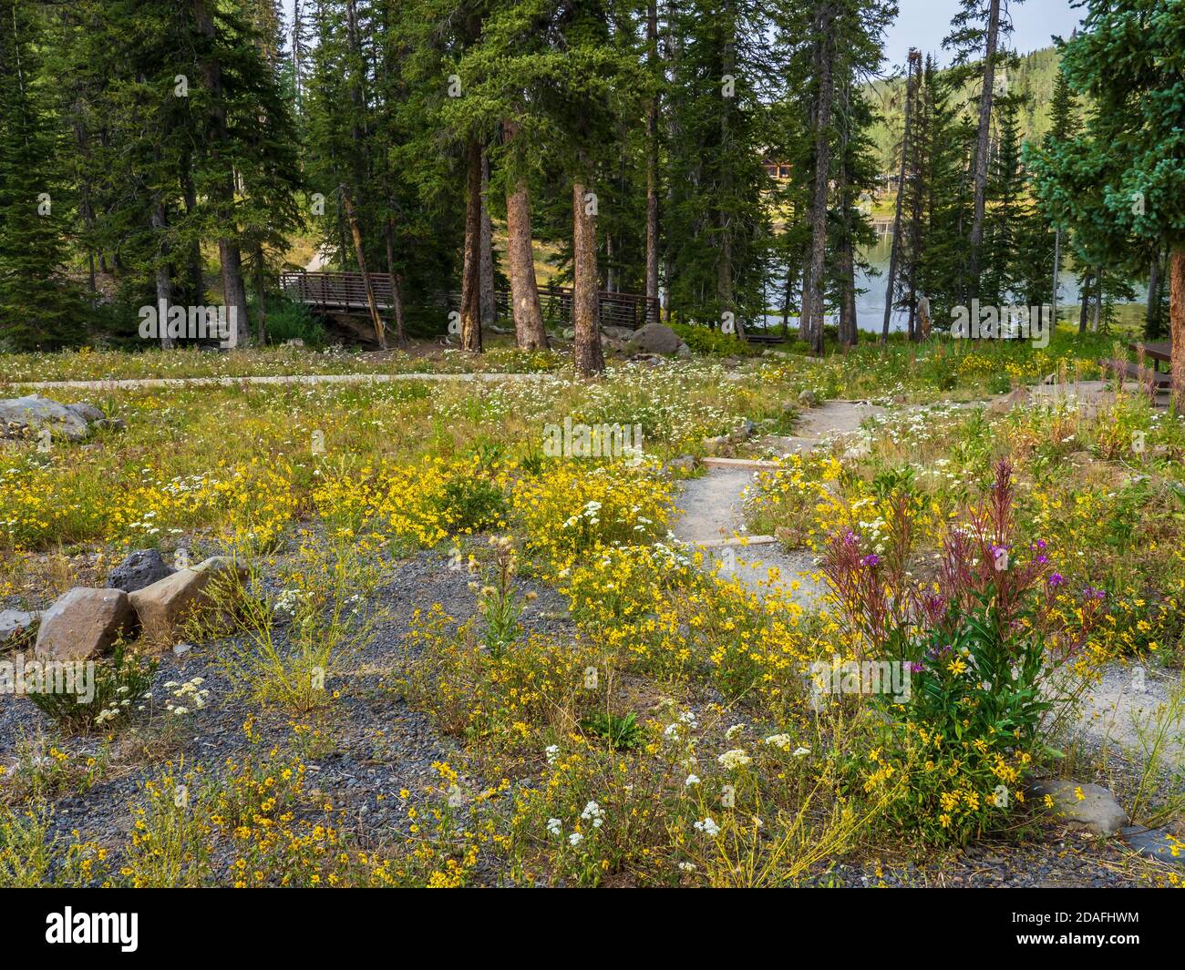 Pfad und Blumen, Glacier Springs Picnic Area, Grand Mesa, Colorado. Stockfoto