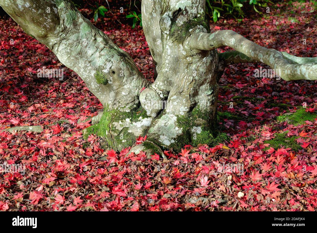 Baumstamm und gefallene rote Blätter eines Acer palmatum In Herbstfarben Stockfoto