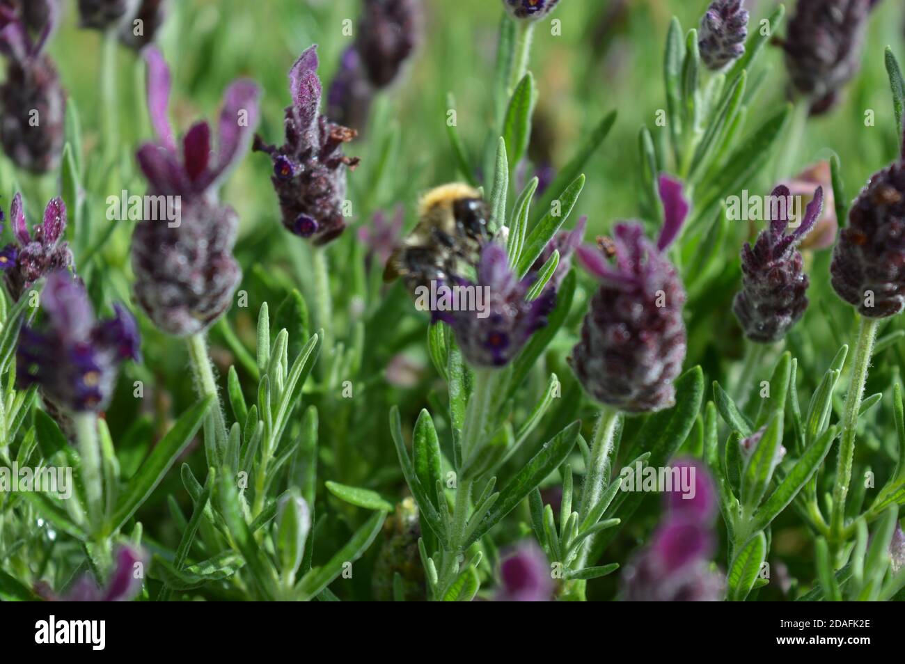 Biene auf Lavendel Pflanze sammeln Pollen Stockfoto