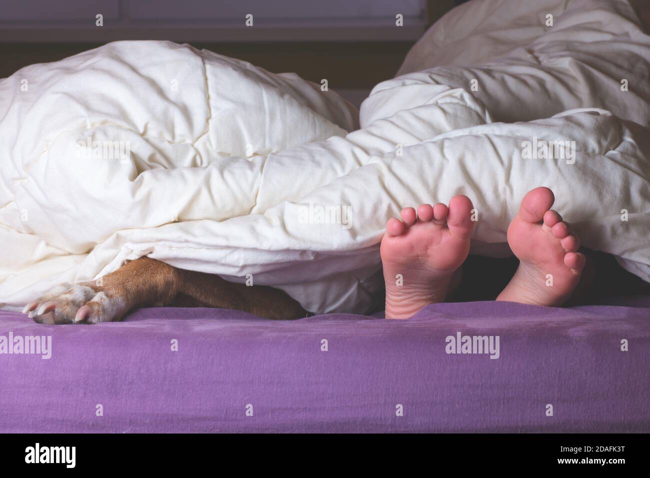 Kind und Hund liegen auf dem Bett, Pfote und Füße ragen aus den Decken. Schöne gemeinsame Zeit. Hund ist Familienmitglied. Stockfoto