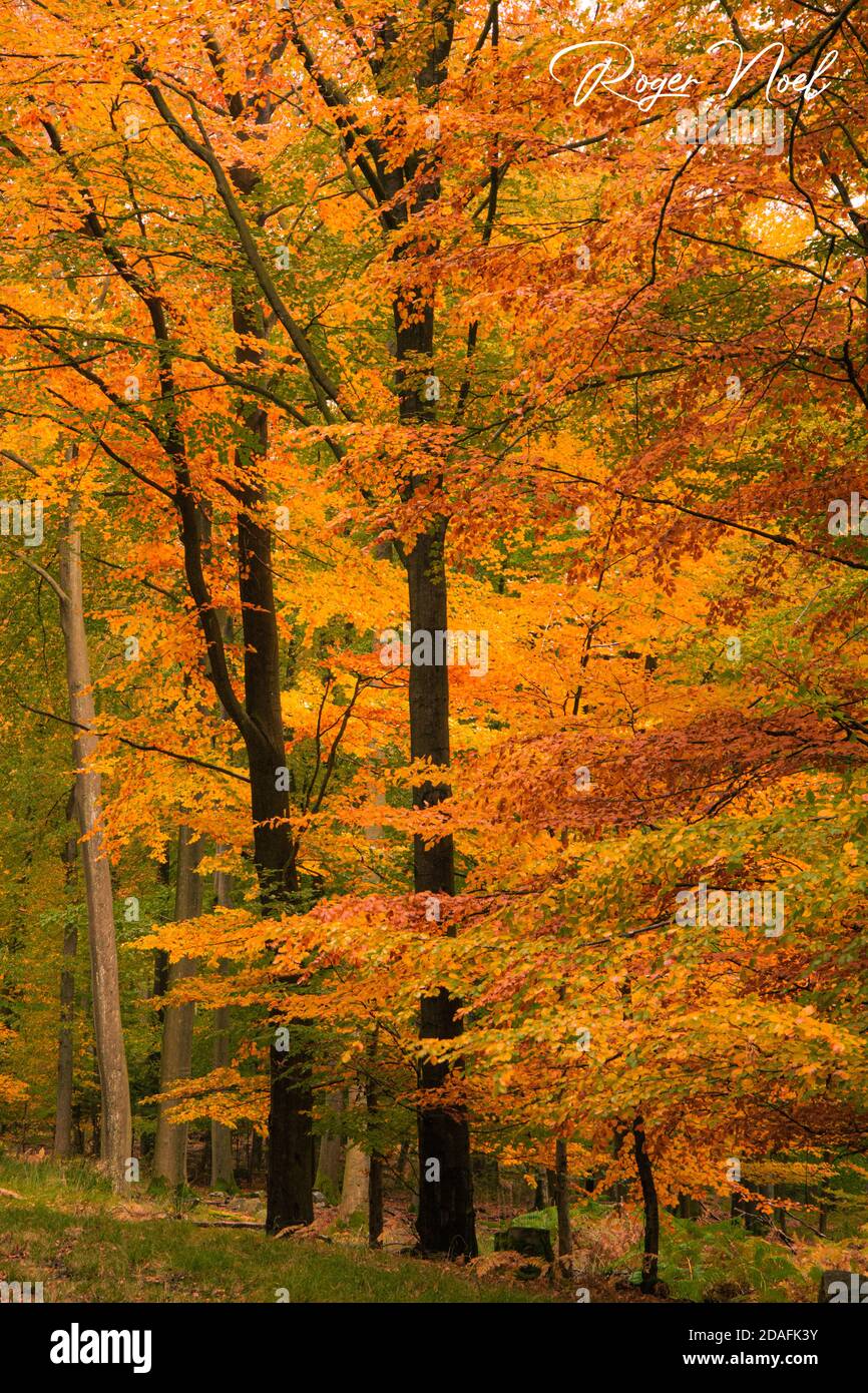 Couleurs d'automne dans la forêt Stockfoto