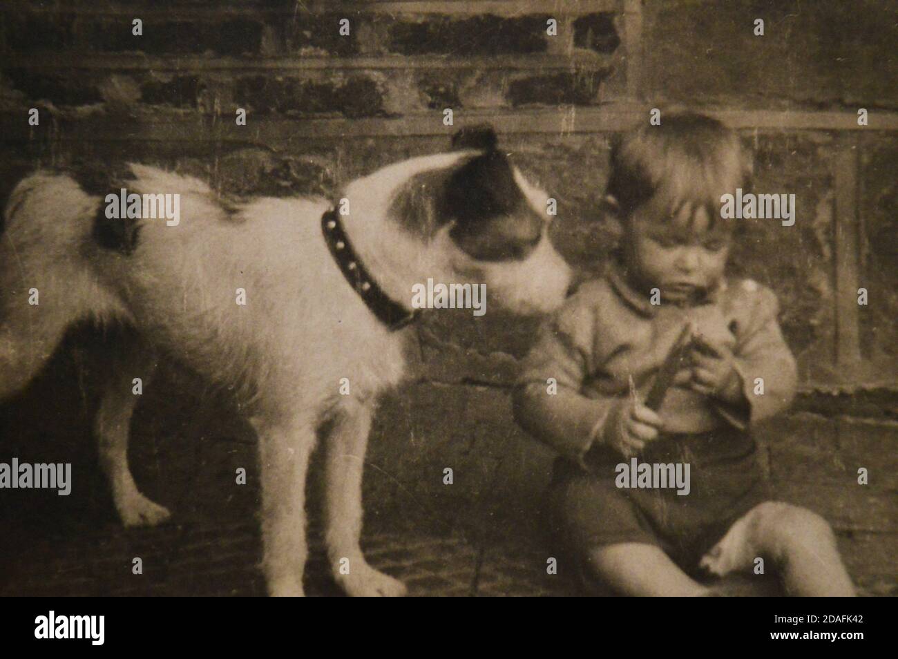 1940er Junge mit Hund Stockfoto