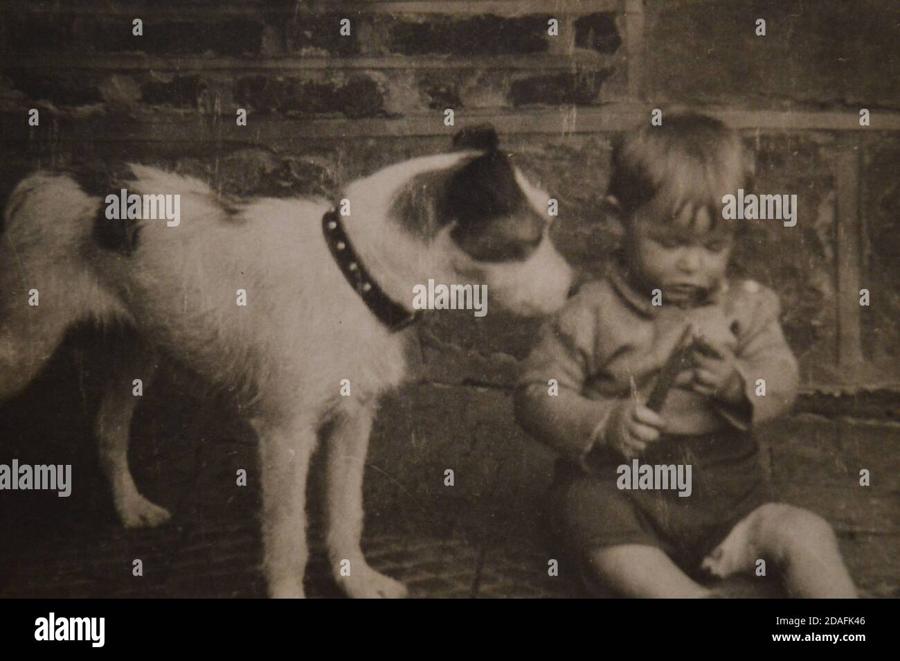 1940er Junge mit Hund Stockfoto