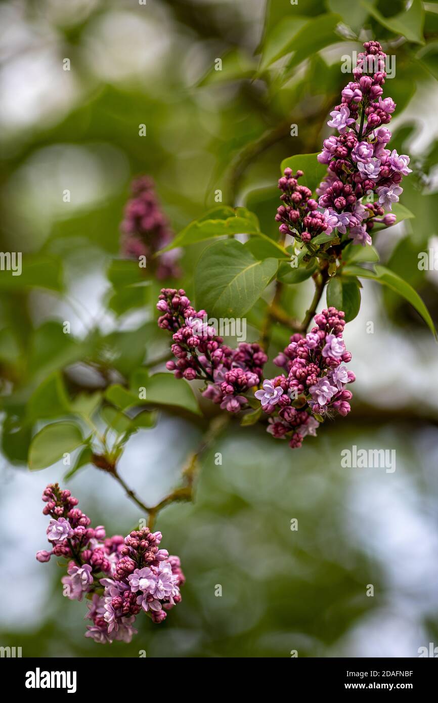 Lila blühender gemeiner Flieder vor schönem verschwommenem Bokeh Stockfoto