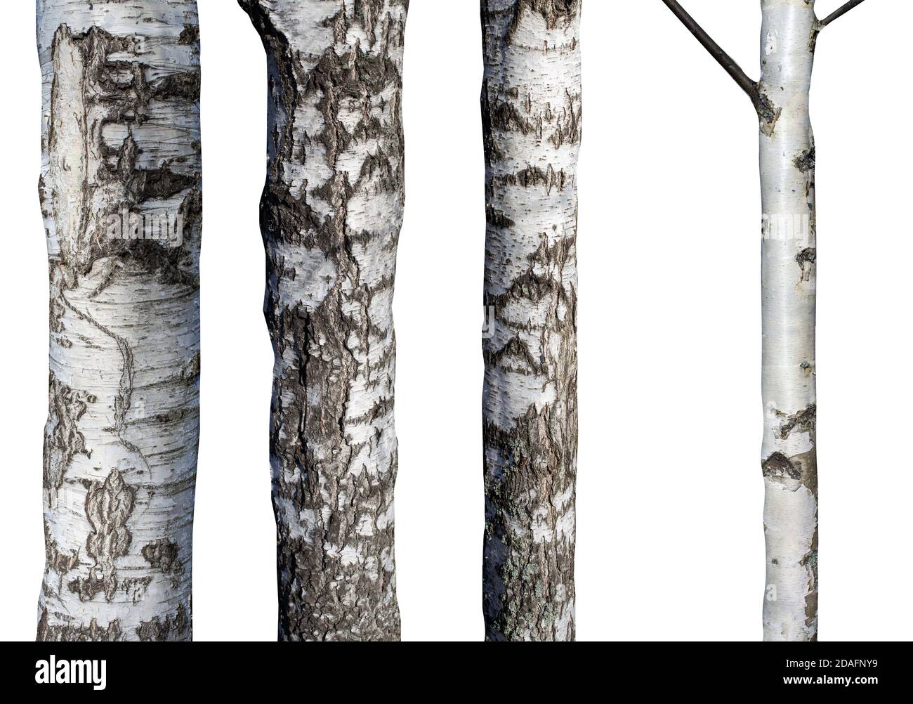 Set von natürlichen Birkenstämmen isoliert auf weißem Hintergrund Stockfoto