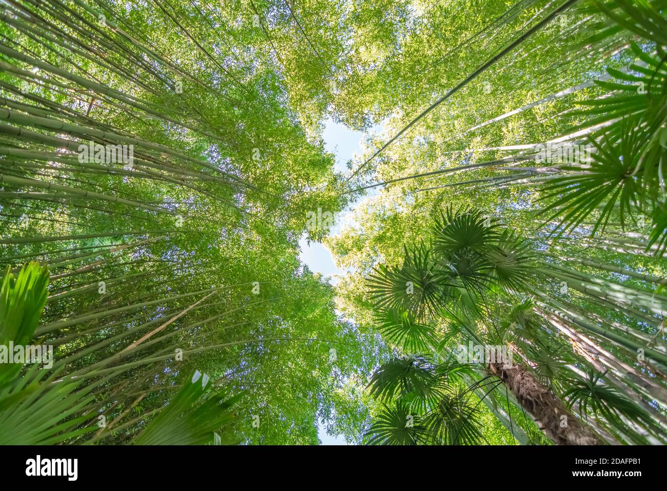 Palmen bambus Fotos und Bildmaterial in hoher Auflösung Alamy