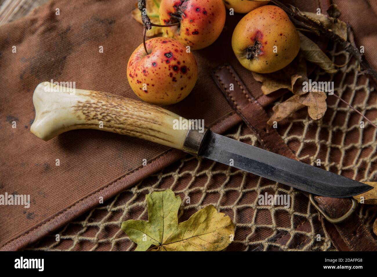 Ein Messer mit einem Stiel aus Staghorn, das auf einer alten Schießtasche mit gezüchtete wilde Äpfel ausgestellt wurde. Dorset England GB Stockfoto