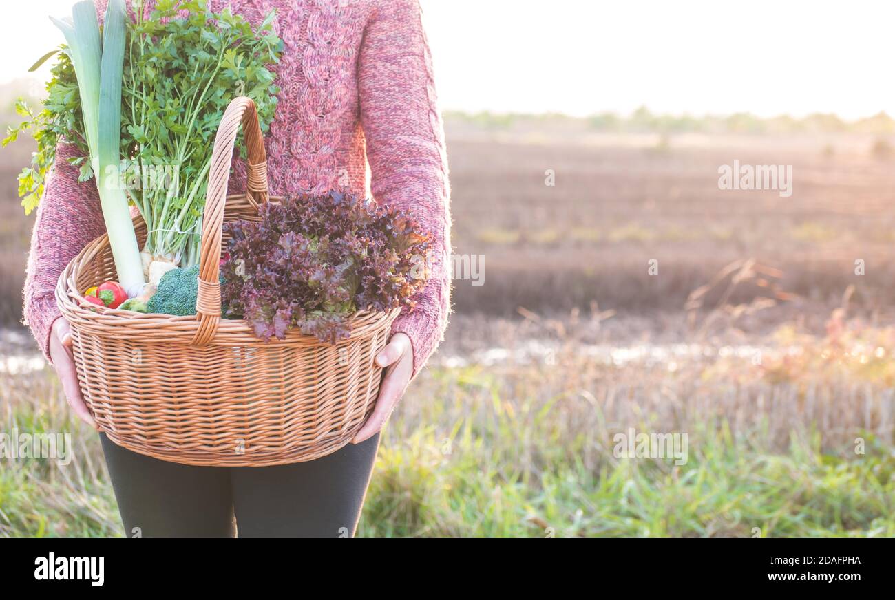 Frau hält in den Händen Korb voll von frischem Gemüse, vom lokalen Marktplatz. Foto mit Hintergrundbeleuchtung. Konzept der lokalen Marktunterstützung. Sonniger Tag. Stockfoto