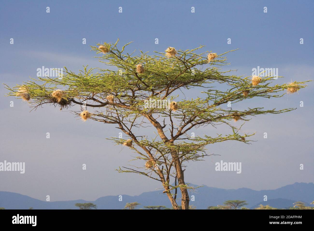 Vogelnester auf Akazienbaum, Samburu Nature Reserve, Kenia Stockfoto