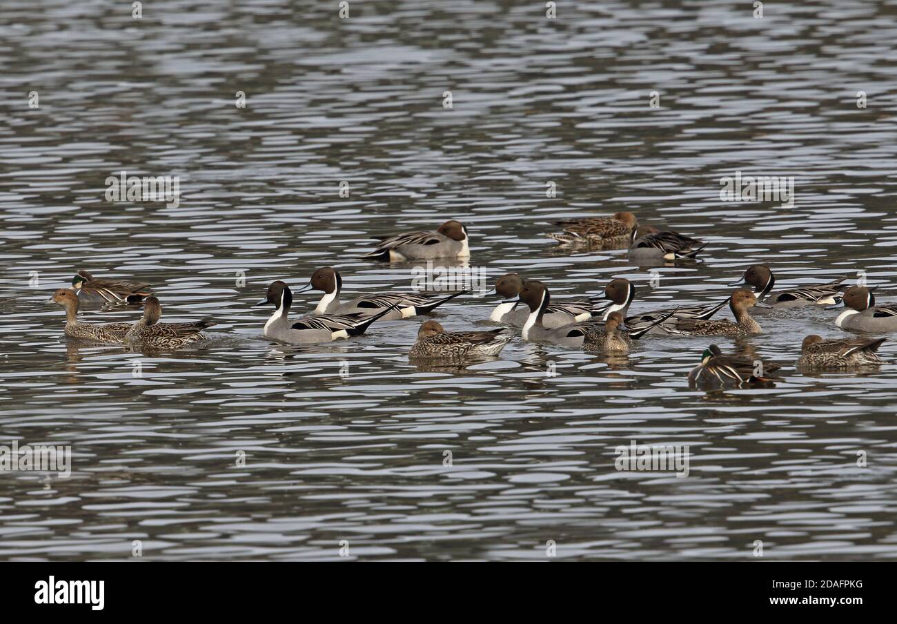 Nördliche Pintail (Anas acuta) & Baikalteal (Sibirionetta formosa) Schwimmen auf See Japan März Stockfoto