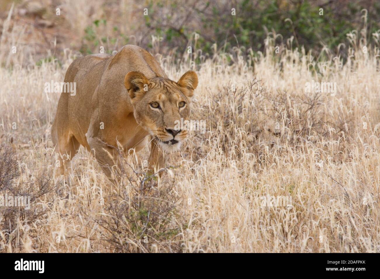 Weibchen, die im Gras auflädt, Samburu Nature Reserve, Kenia Stockfoto