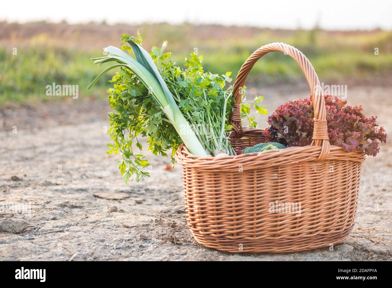 Frisches Gemüse aus dem eigenen Garten im Weidenkorb. Detail über die Ernte gerade gesammelt. Konzept der lokalen Marktunterstützung. Stockfoto