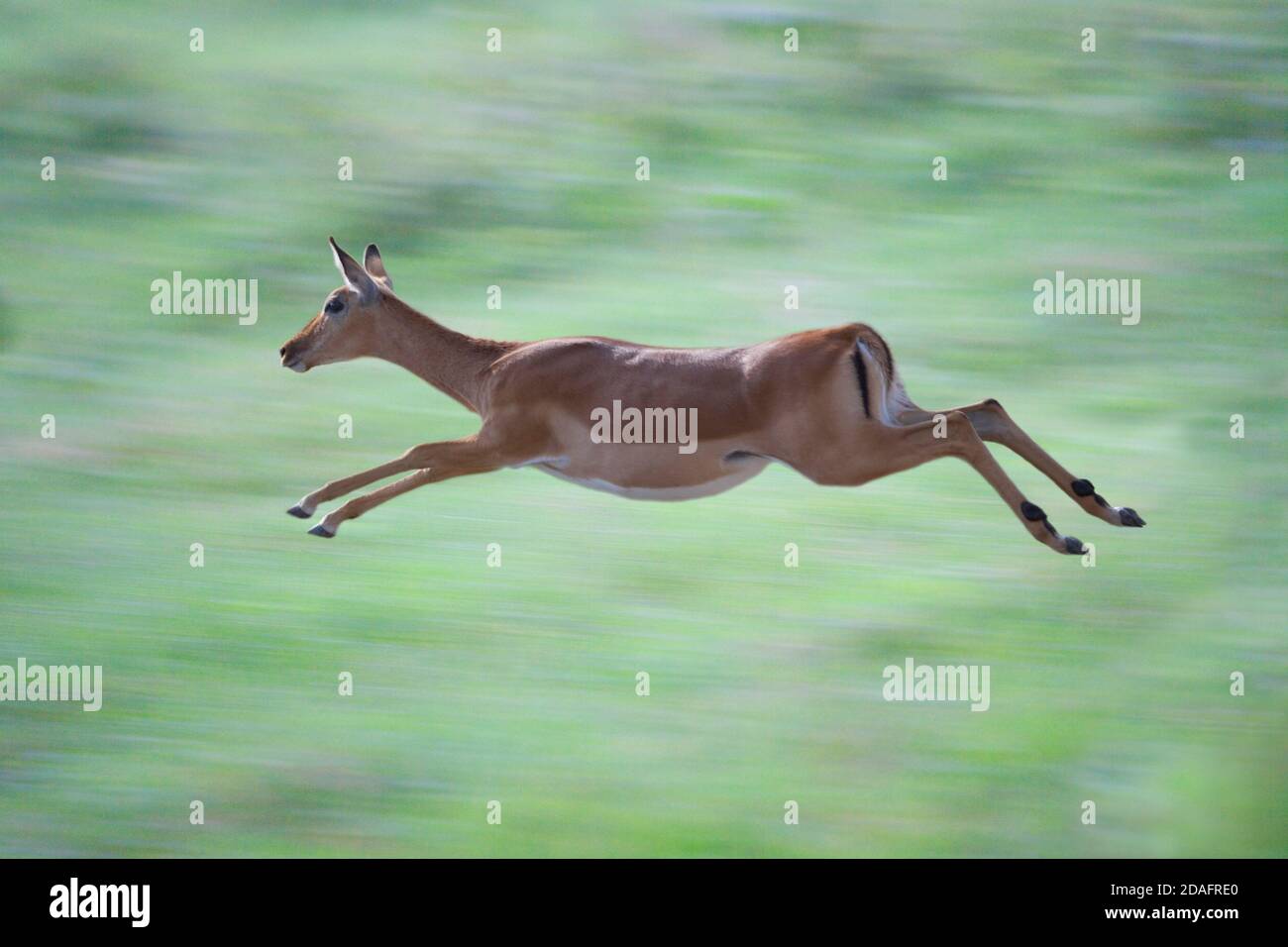 Impala (Aepyceros melampus) Running, Nakuru, Kenia Stockfoto