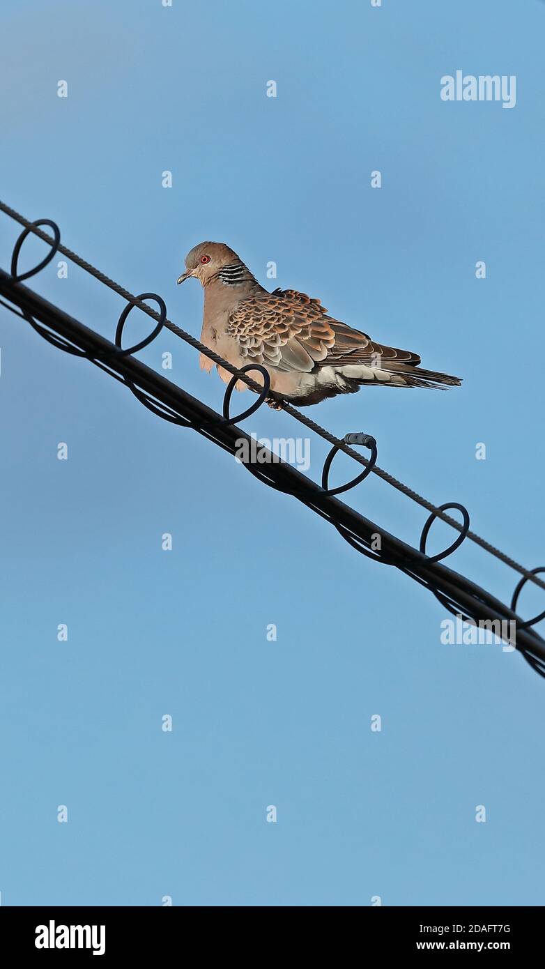 Orientalische Turteltaube (Streptopelia orientalis orientalis) Erwachsene auf die Power-line Choshi gehockt, Präfektur Chiba, Japan Februar Stockfoto