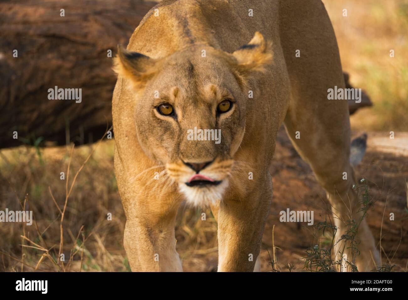 Löwin, Samburu, Kenia Stockfoto
