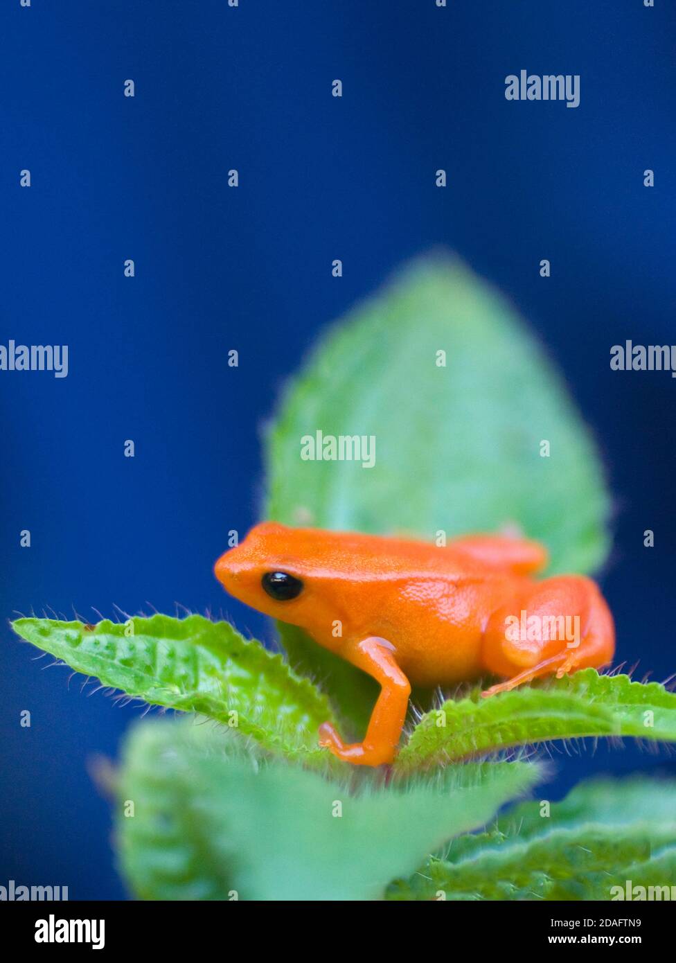 Frosch Golden Mantella (Mantella Auriantiaca), Madagaskar Stockfoto