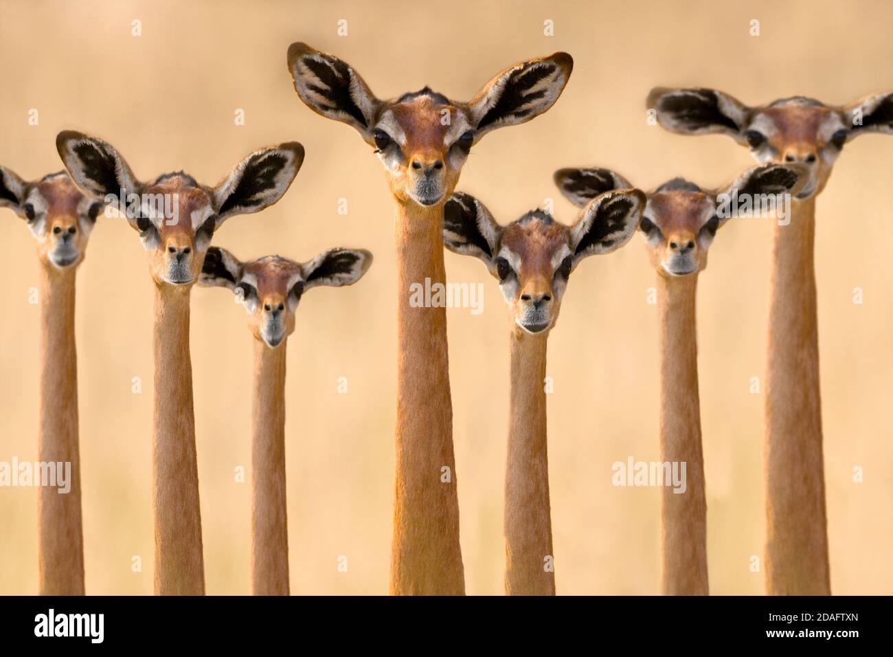 Gerenuk, auch bekannt als Giraffengazelle, Samburu, Kenia Stockfoto