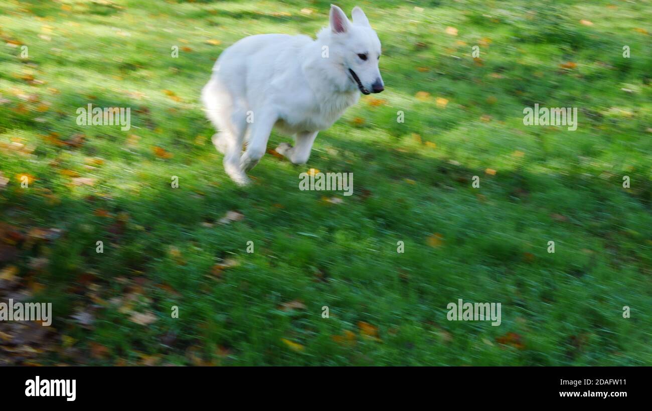 Weißer Schäferhund in Bewegung beim Laufen auf dem Rasen Mit Sonne und Schatten Stockfoto