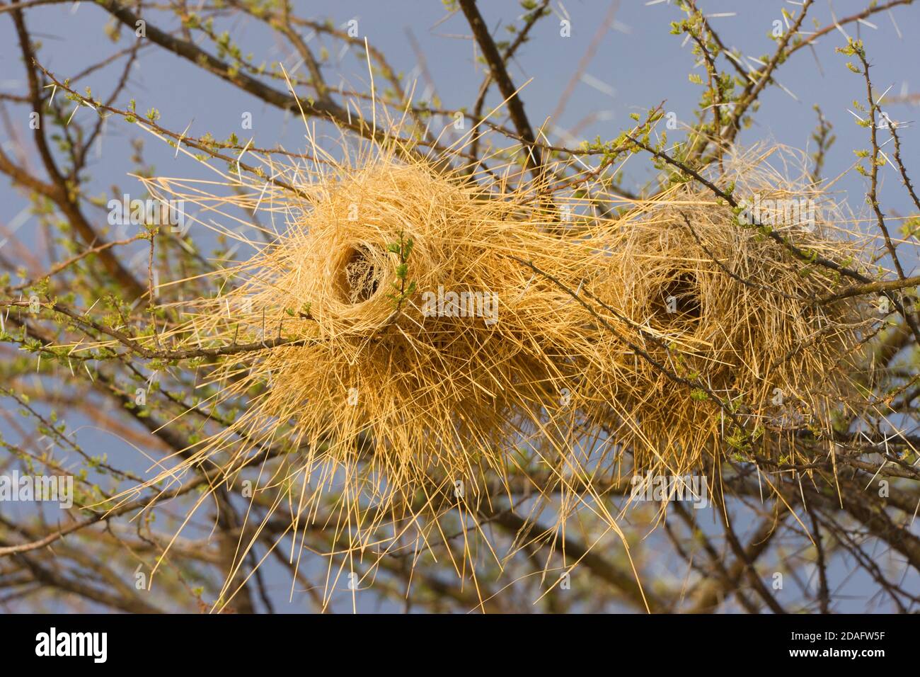 Vogelnest auf dem Baum, Samburu, Kenia Stockfoto