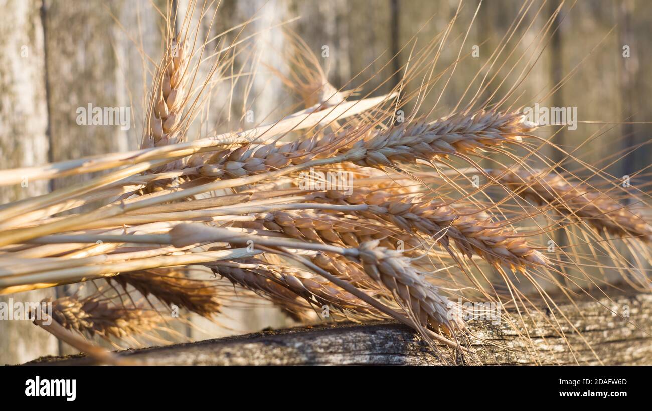 Spike's von gereiften Weizen liegen auf einer Holzbank. Stockfoto