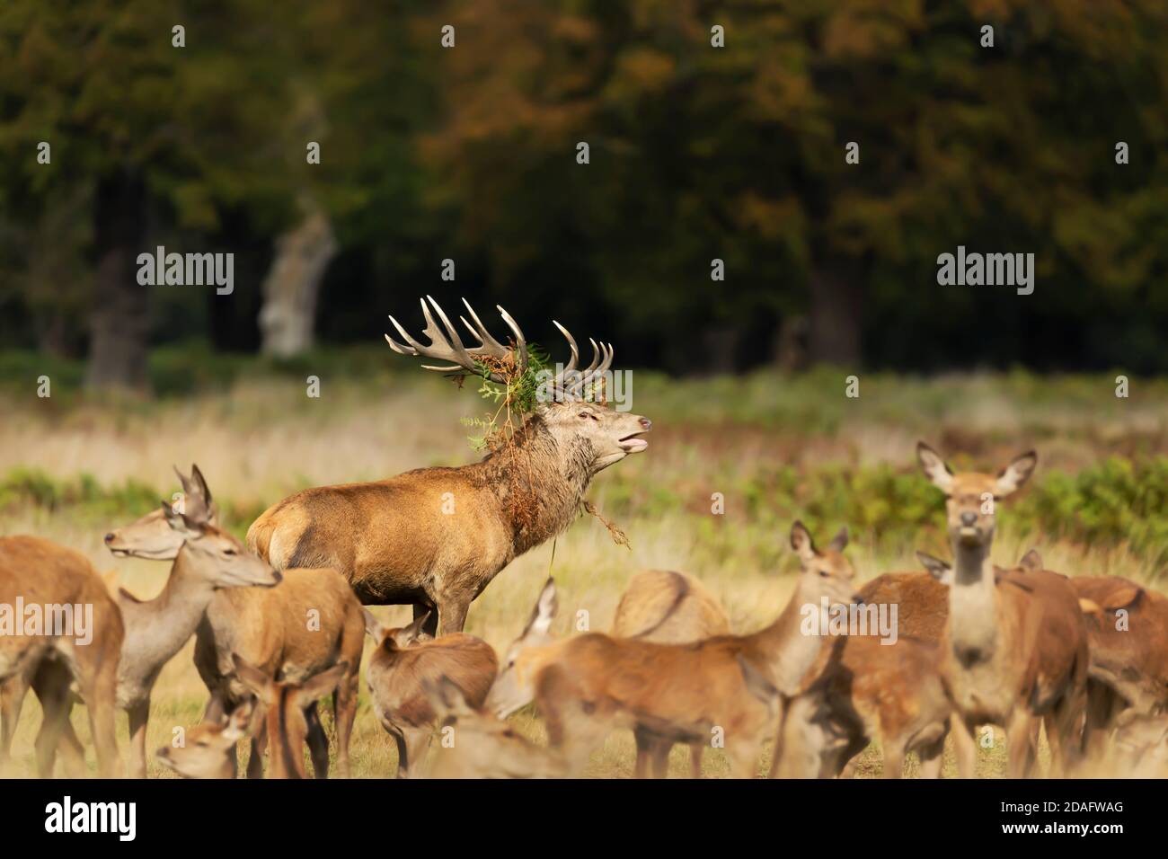 Nahaufnahme eines Rothirschs, der während der Brunftzeit im Herbst vor einer Gruppe von Hinden ruft. Stockfoto