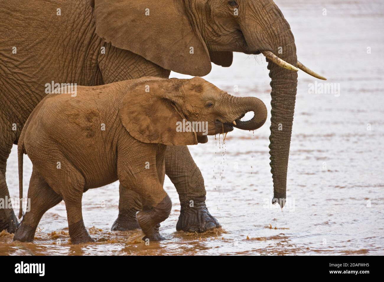 Elefantenmutter mit Baby im Fluss, Samburu, Kenia Stockfoto