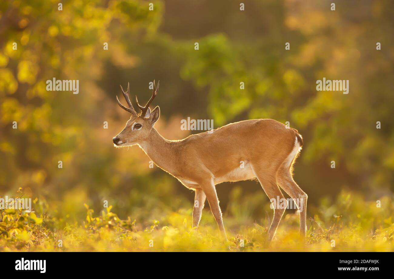 Nahaufnahme eines Pampas-Hirsches auf der Wiese, Pantanal, Brasilien. Stockfoto