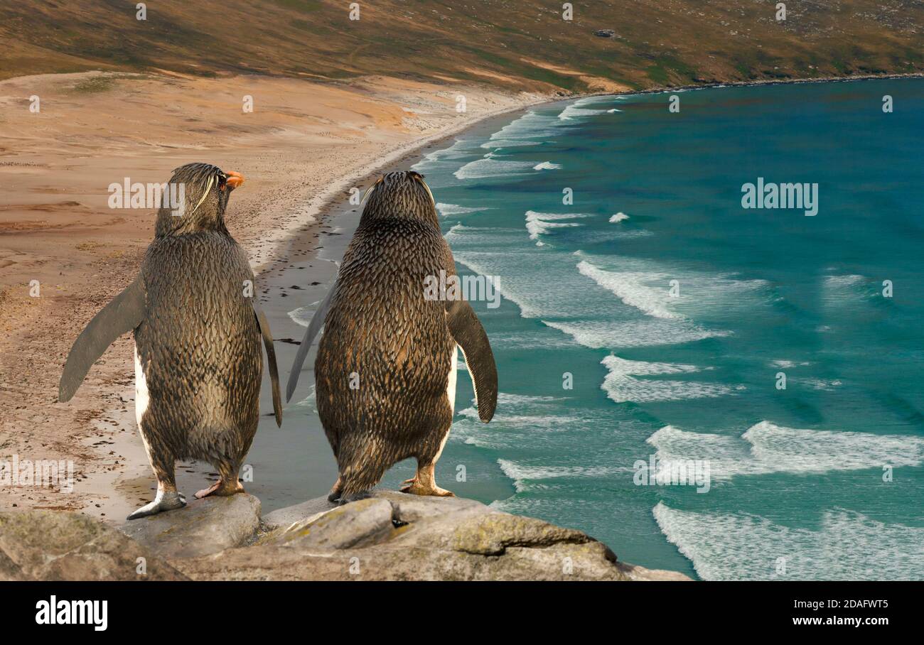 Nahaufnahme von zwei Steintrichter Pinguinen Blick auf den blauen Ozean, Saunders, Falkland Islands. Stockfoto