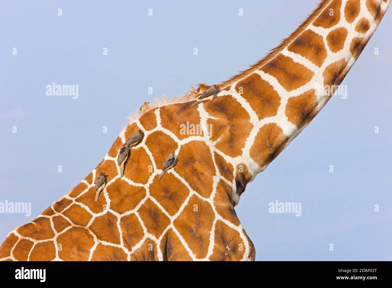 Oxpeckers am langen Hals der Giraffe, Samburu, Kenia Stockfoto