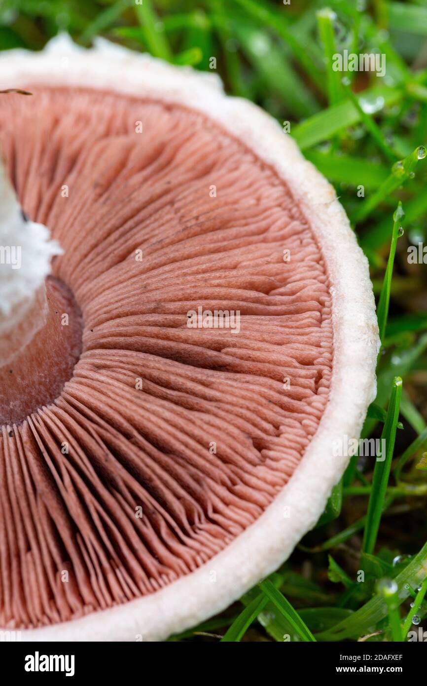 Kiemen des Agaricus campestris Stockfoto