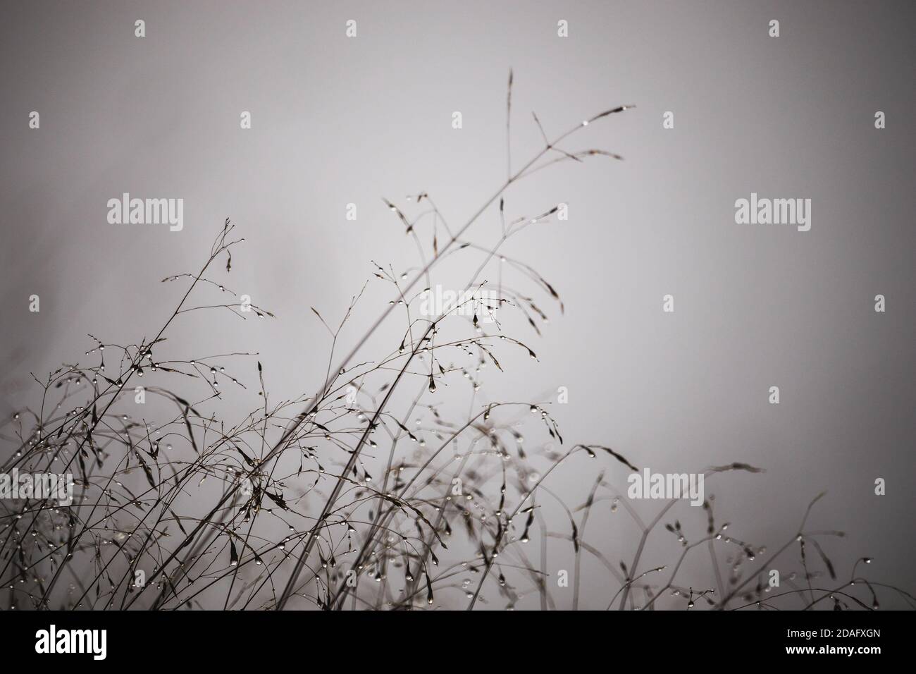 Taues Gras im Nebel, nebliger Herbsttag Stockfoto