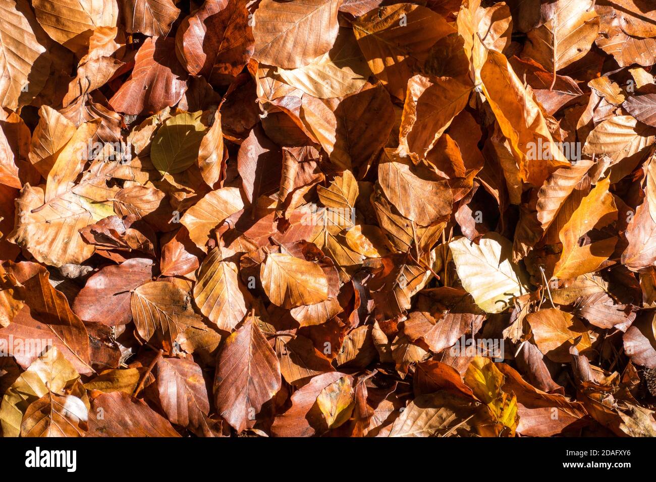 Herbsthintergrund mit trocken gefallenen Blättern auf dem Boden. Typische Farben des Herbstes Laubwald. Stockfoto