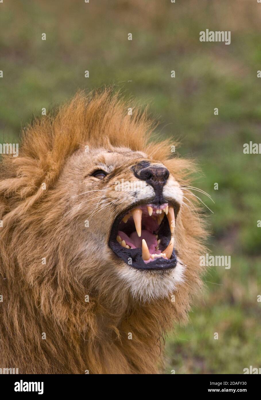 Löwe, Masai Mara, Kenia Stockfoto