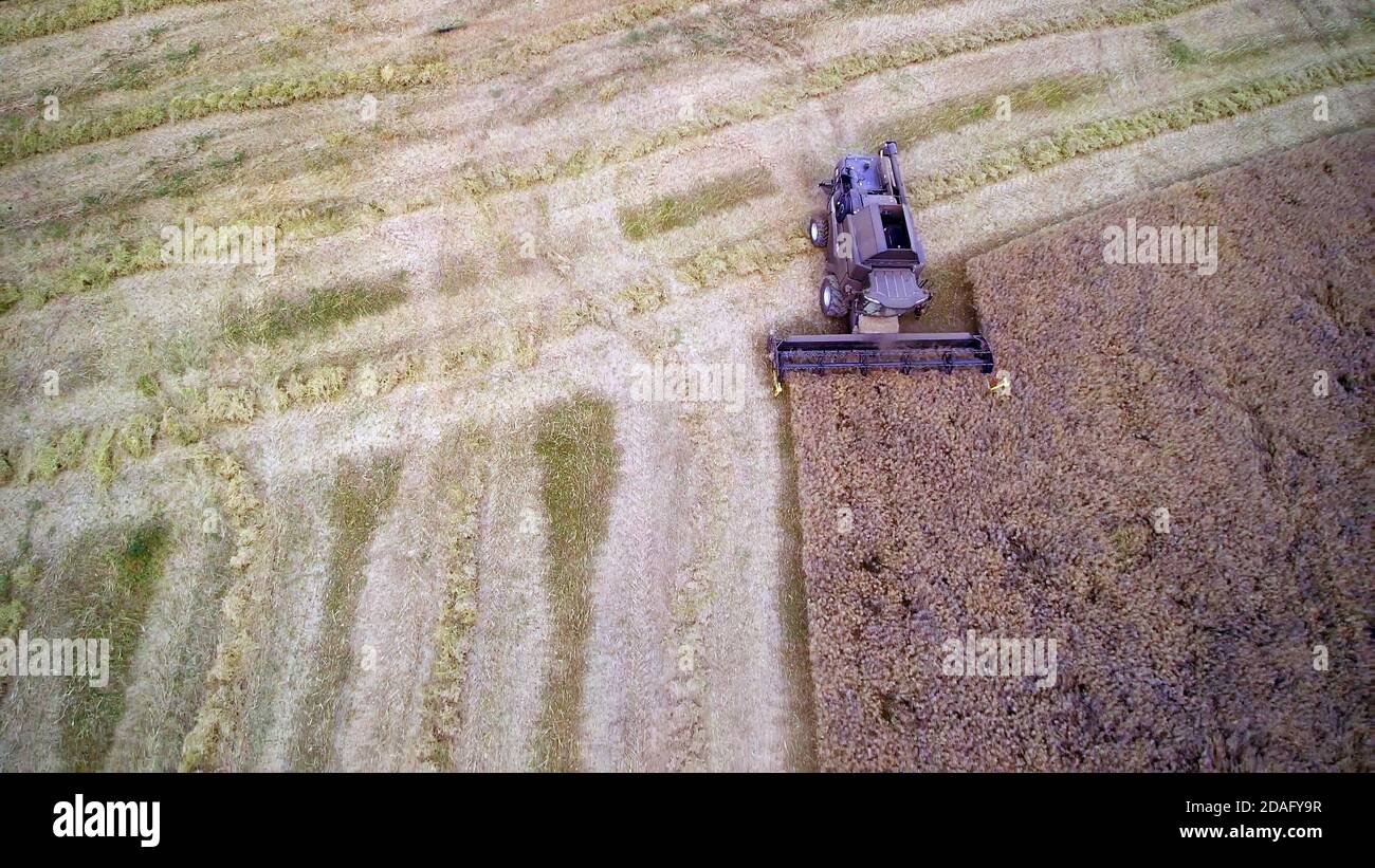 Aerial Draufsicht auf Mähdrescher Maschine, Ernte ein Feld von Weizen. Stockfoto