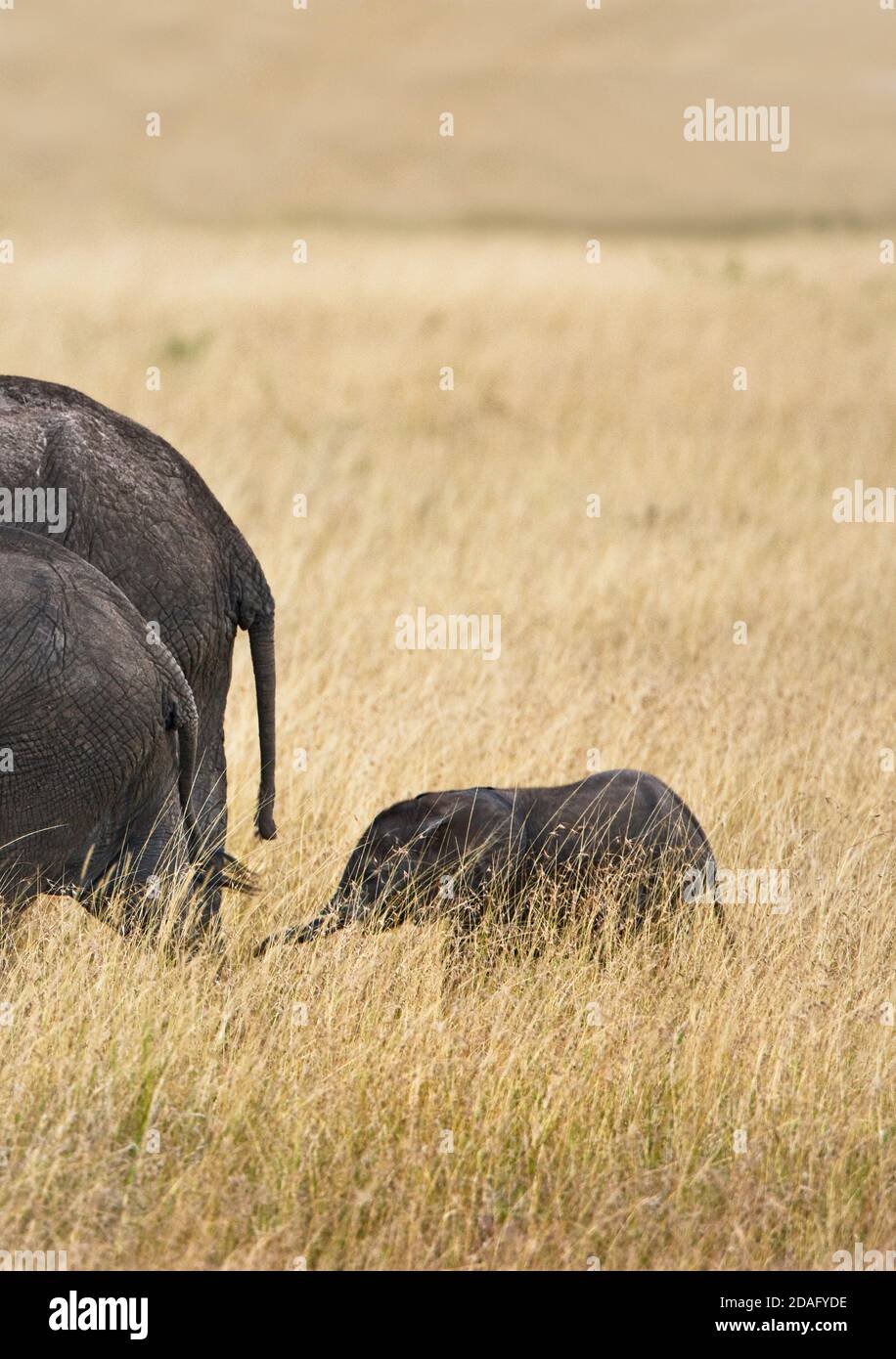 Elefantenbaby folgt Eltern auf der Savanne, Masai Mara, Kenia Stockfoto