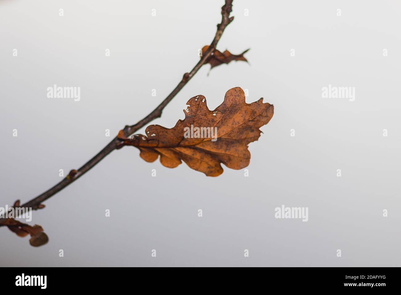Verwelkte Herbsteiche auf einem Ast, im Nebel Stockfoto