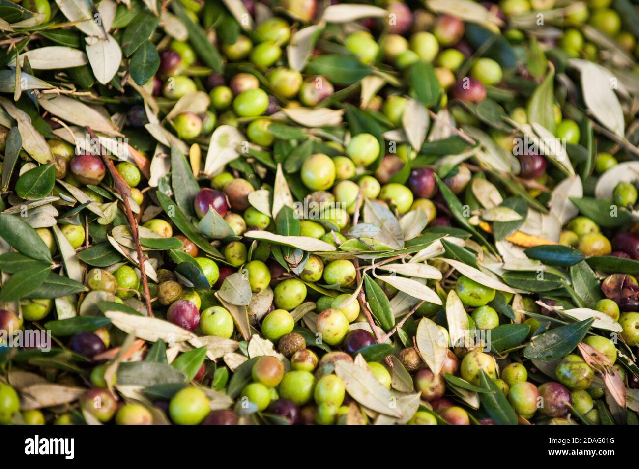 Bio Oliven Frangiture für extra natives Olivenöl in italien Stockfoto