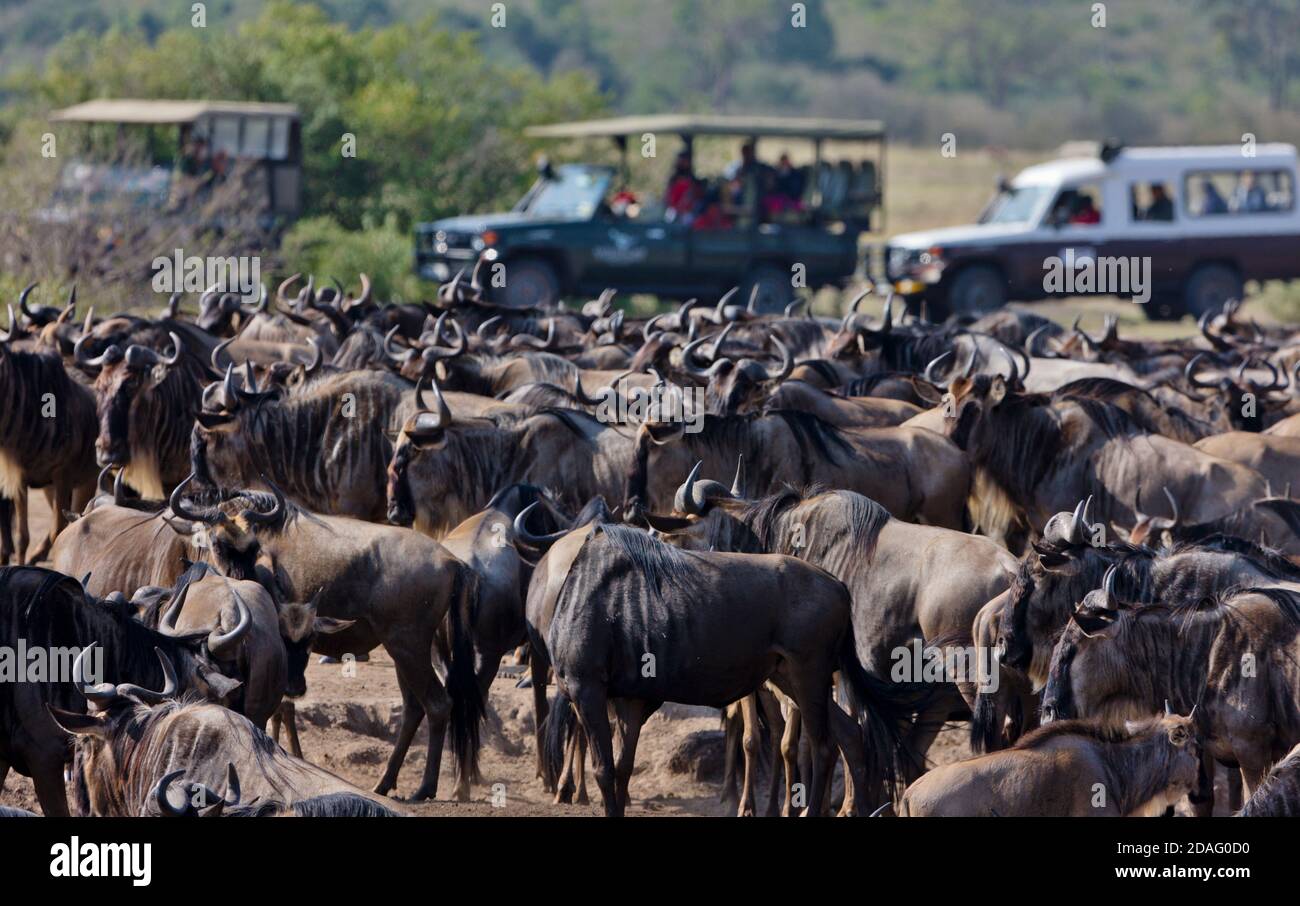 Safari Jeep Watching Wildebeest Migration, Masai Mara, Kenia Stockfoto