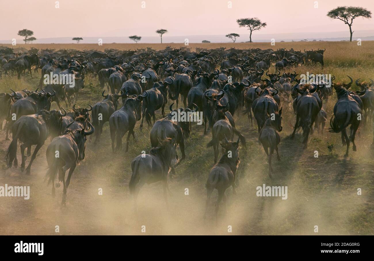 Gnus Migration, Masai Mara, Kenia Stockfoto