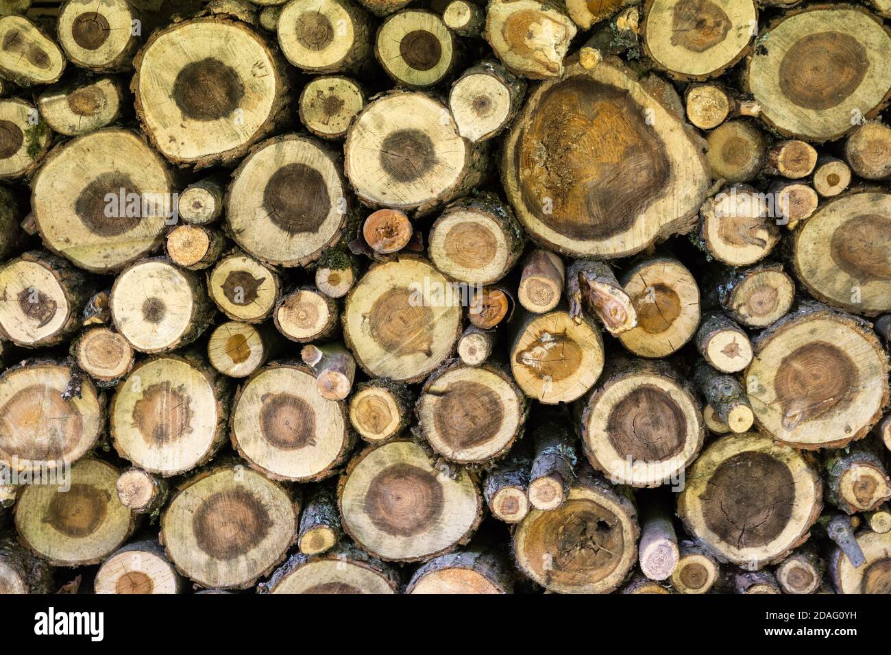 Holzhintergrund - ein Haufen von gefällten Bäumen zeigt die Querschnitt der Stämme Stockfoto