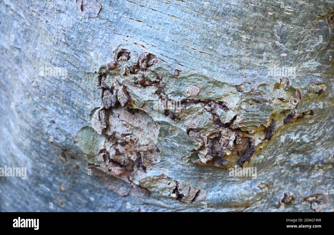 Baumstamm Textur Nahaufnahme Stockfoto