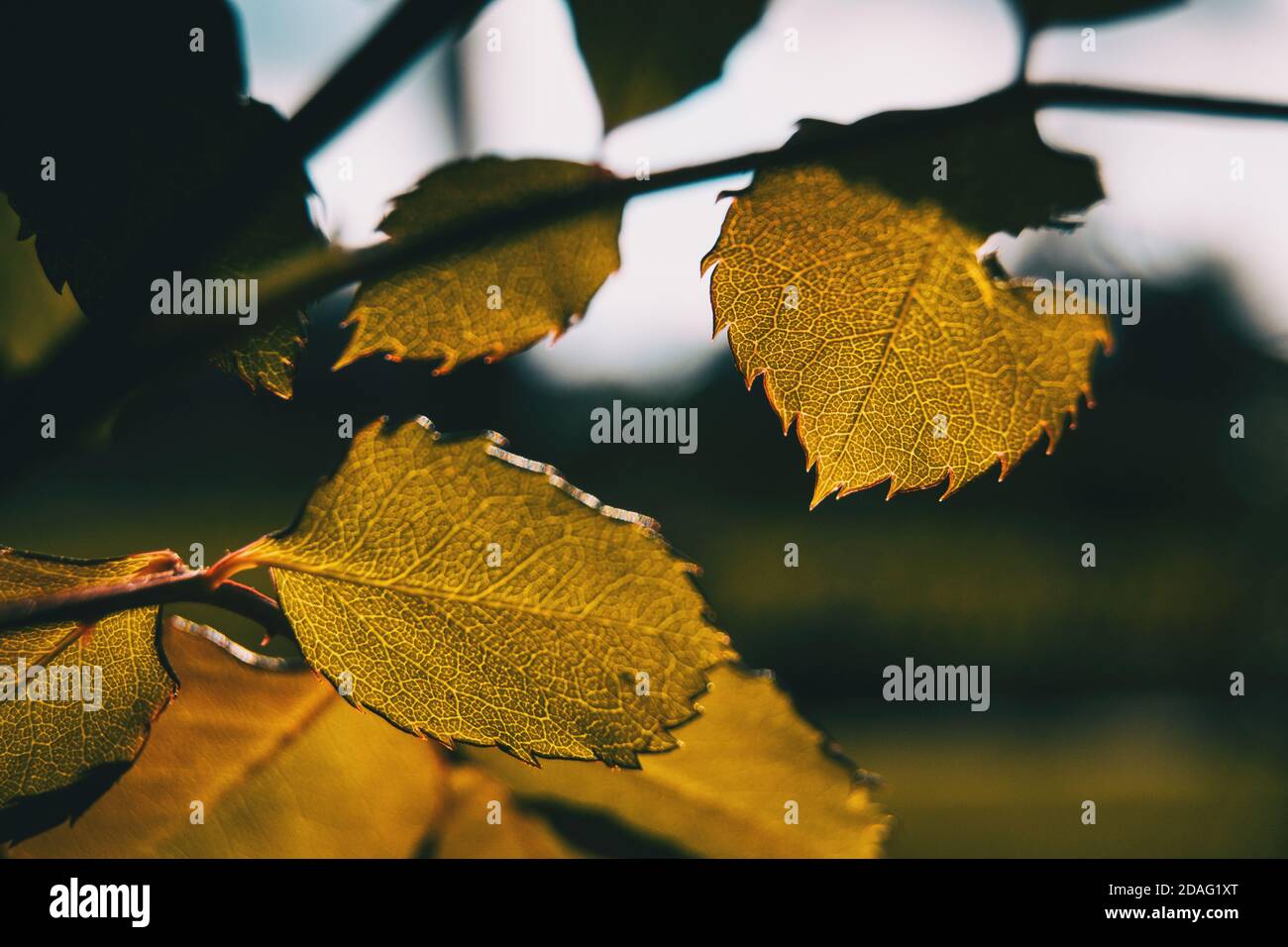 Detail von einigen Rosenblättern durch Sonnenlicht beleuchtet Stockfoto