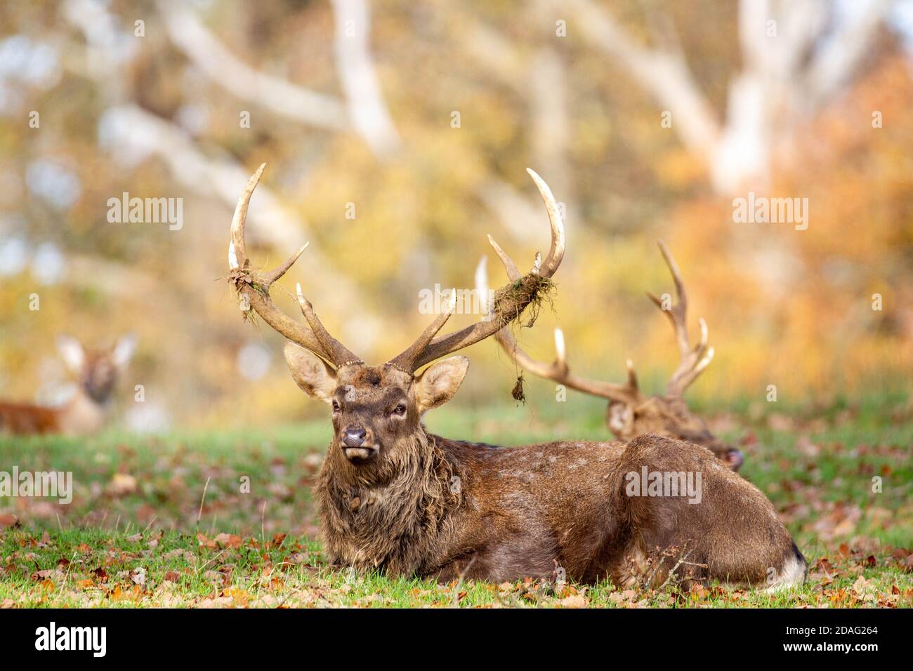 Manchurian Sika Hirsch Stockfoto