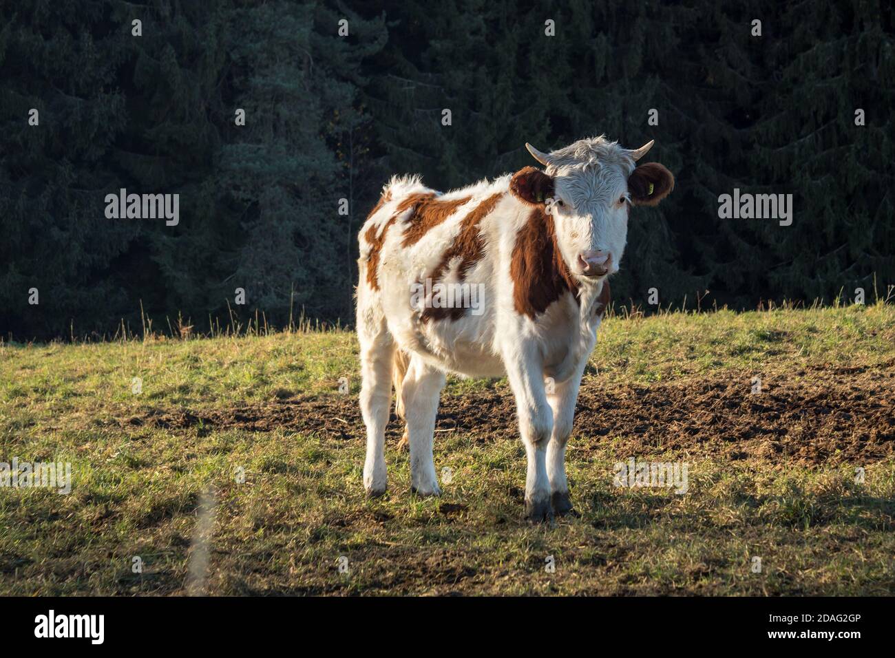 Eine junge Kuh - Kalb - auf der Weide, heller Herbsttag Stockfoto