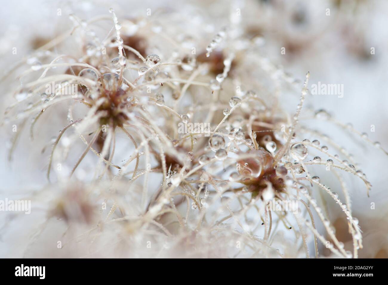 Verwelkte Clematis mit Regentropfen. Herbstkonzept. Stockfoto